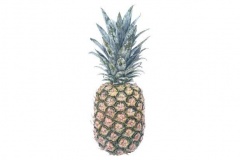 botanical-painting-pineapple