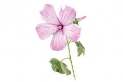 botanical-painting-pink-mallow