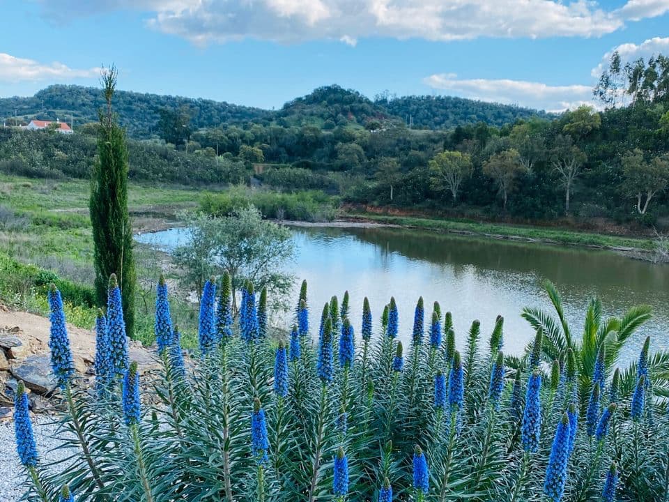 blue flower countryside waterside